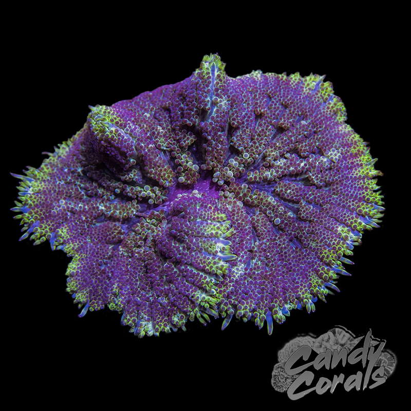 Assorted Purple Mini Maxi Carpet Anemone