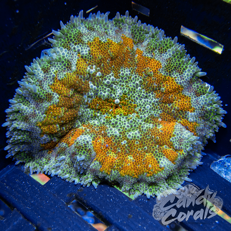 Assorted Green and Orange Mini Maxi Carpet Anemone