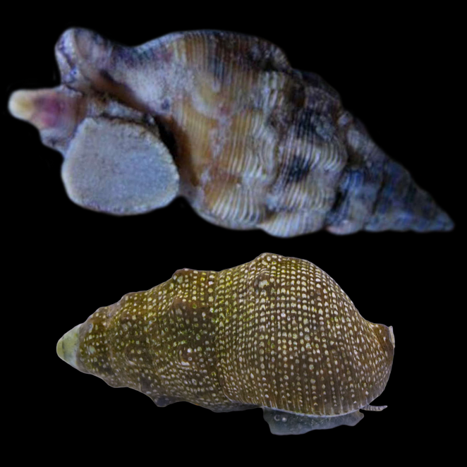 Cerith Snail