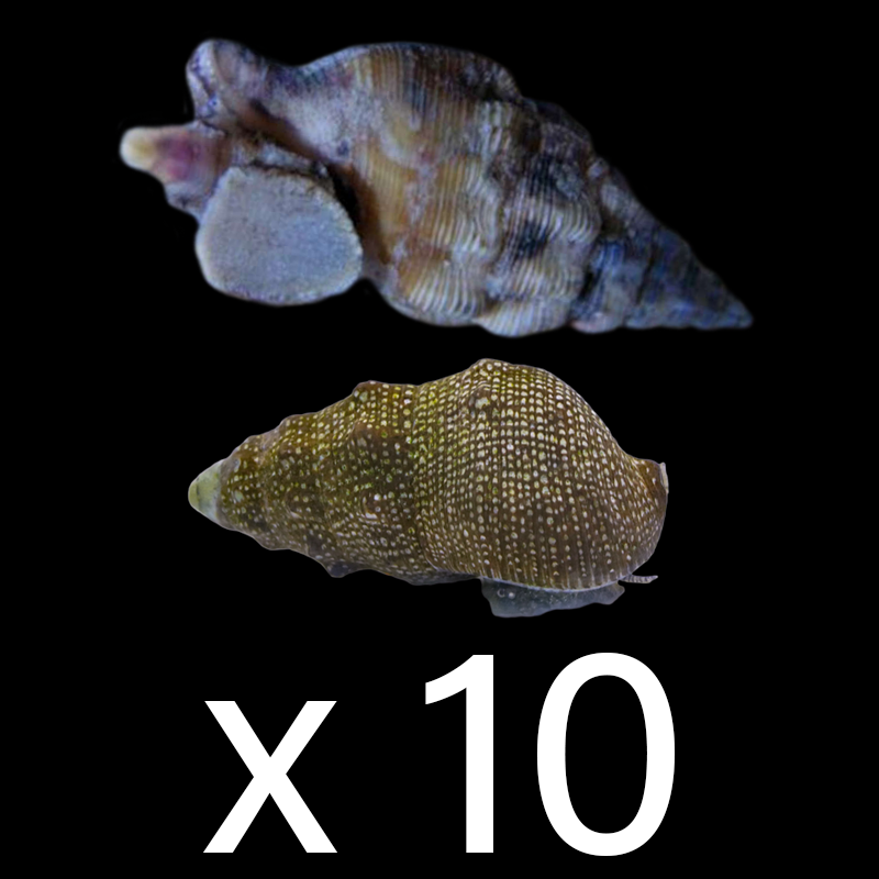 Cerith Snail