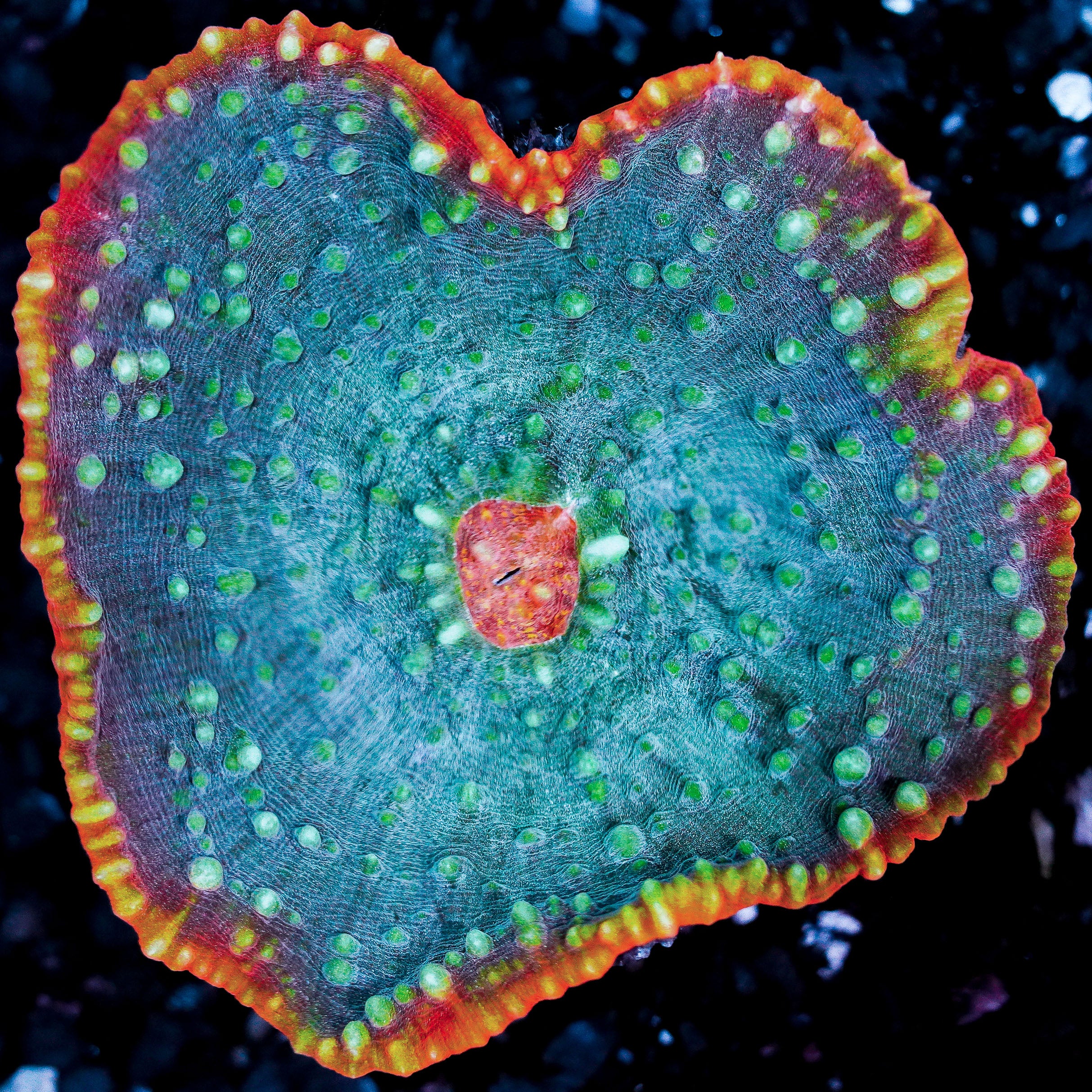 Ultra Chalice Colony 32