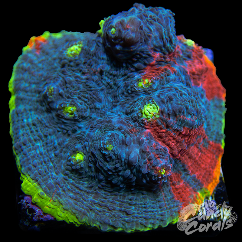 Rainbow Dynamite Chalice WYSIWYG 12