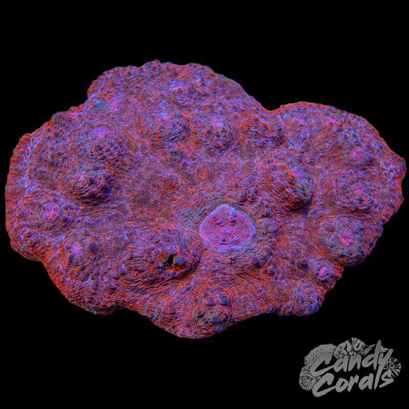 Ultra Chalice Colony 15