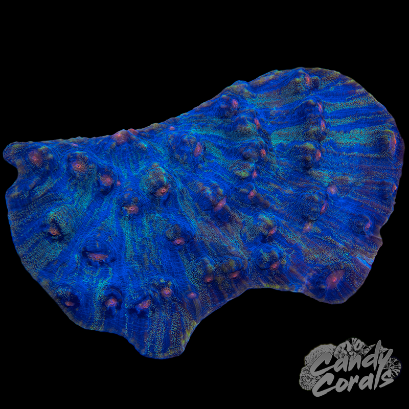 Ultra Mycedium Chalice Colony 29