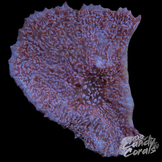 Ultra Chalice Colony 14