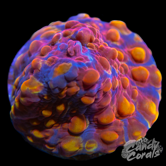 Ludicrous Chalice Frag