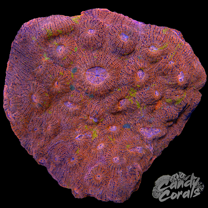 Ultra Chalice Colony 3