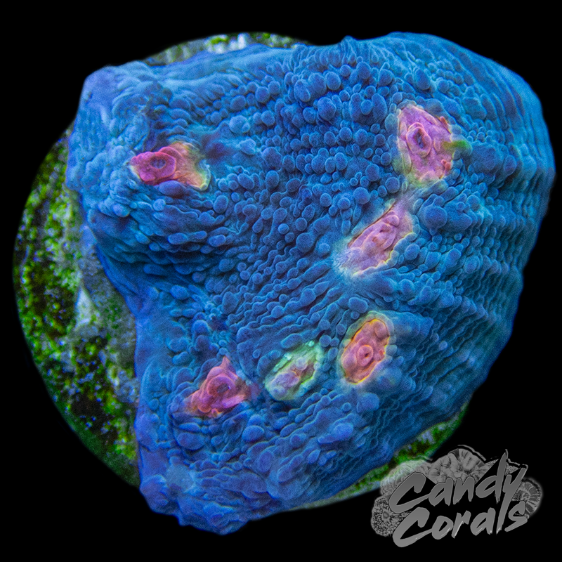 Miami Hurricane Chalice Frag C6