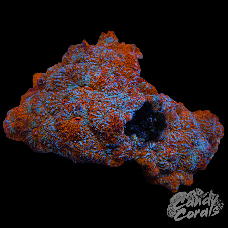 Orange Rainbow Ultra Chalice Colony 4