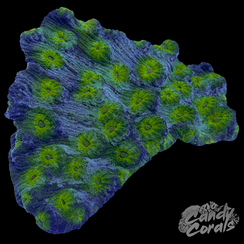 Ultra Mycedium Chalice Colony 34