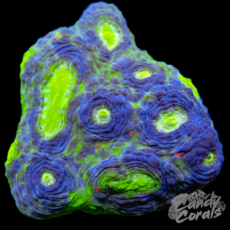 Flaming Bugatti Rainbow Chalice WYSIWYG 6