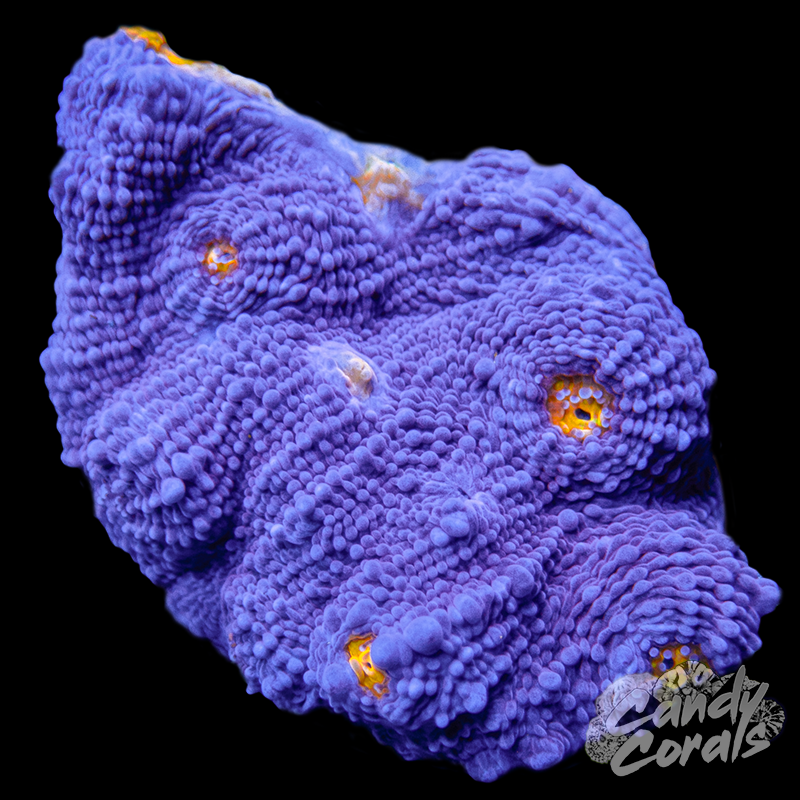 Purple with Orange Mouth Chalice WYSIWYG 59