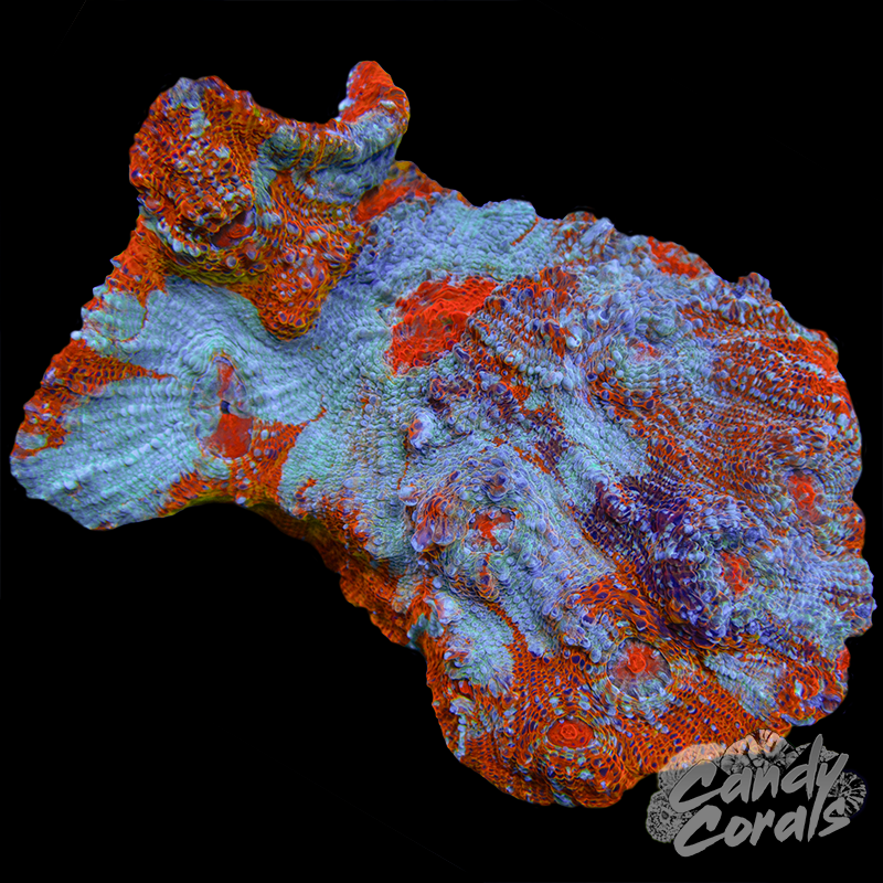 Orange Chalice Colony WYSIWYG 61