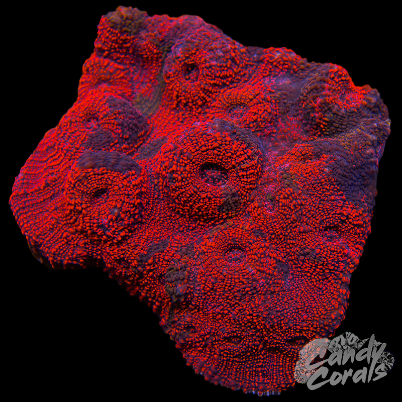 Ultra Chalice Colony WYSIWYG 29