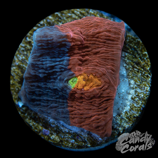 Rainbow Dynamite Chalice WYSIWYG 27