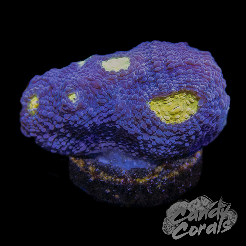 Blue Lagoon Chalice Frag C13