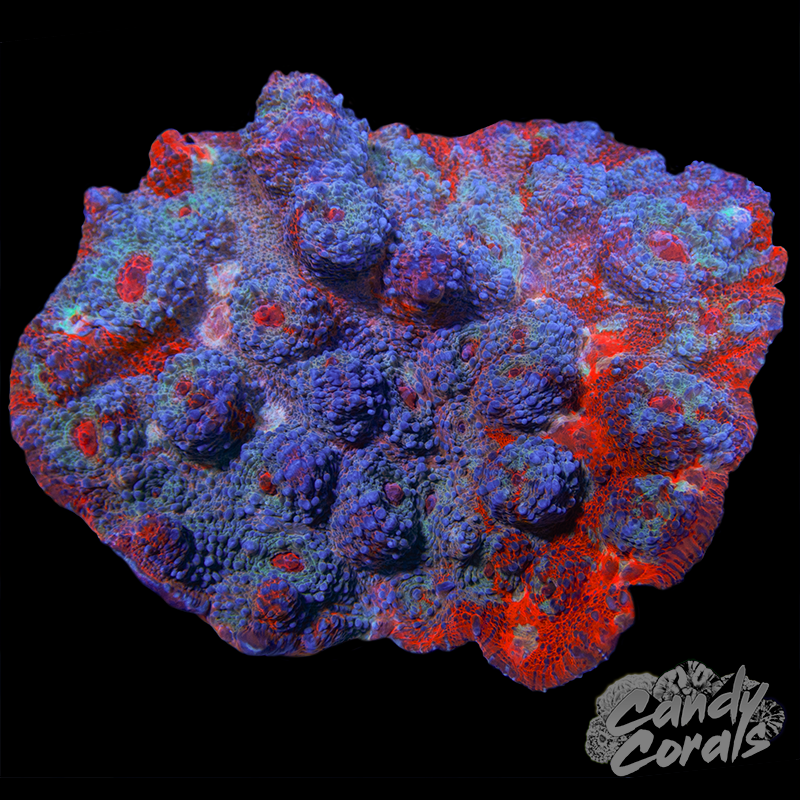 Orange Chalice Colony WYSIWYG 64