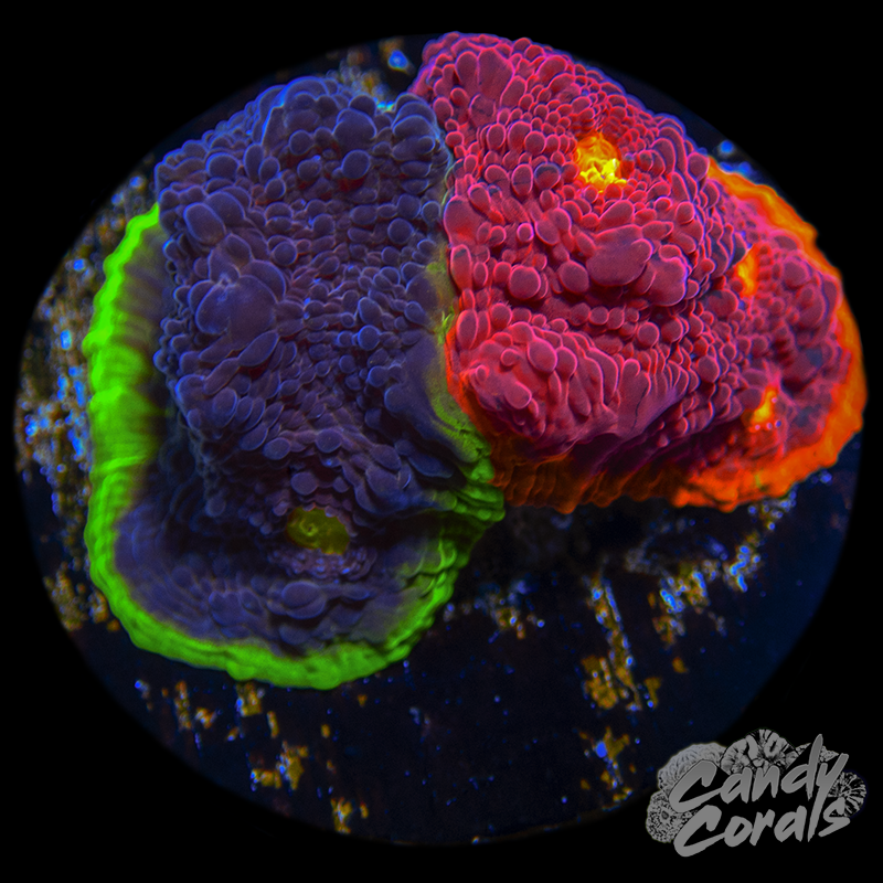 Rainbow Dynamite Chalice WYSIWYG 34