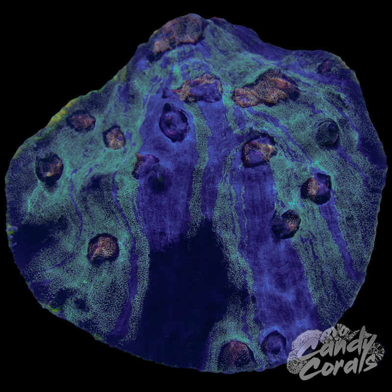 Ultra Chalice Colony 38