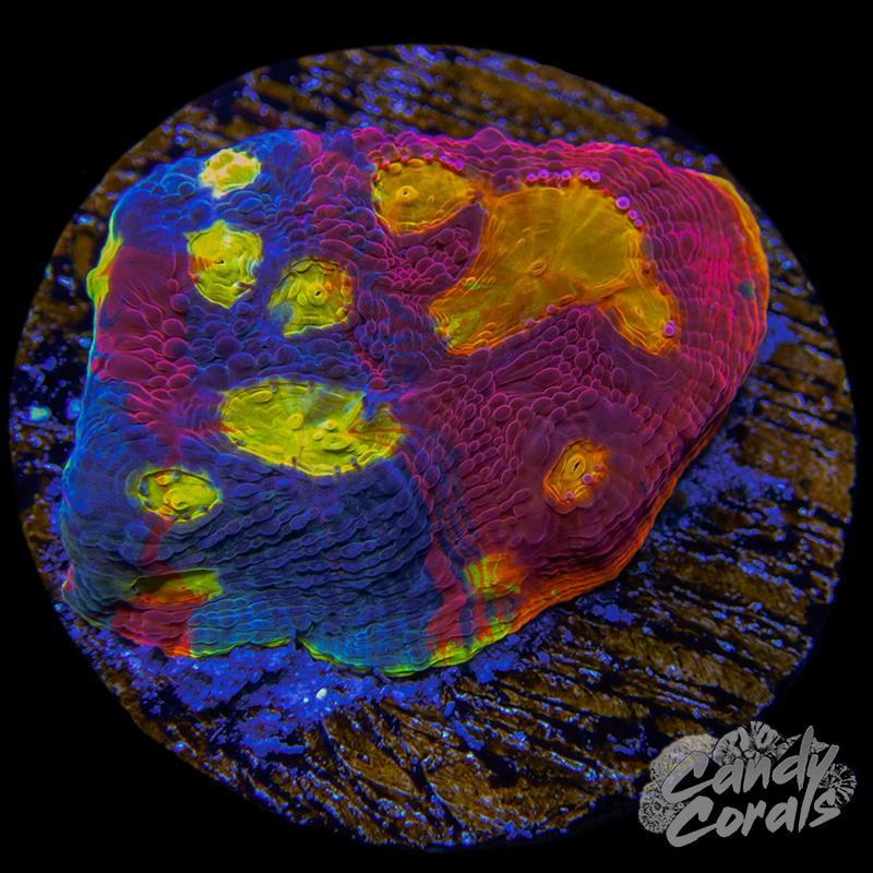 Rainbow Dynamite Chalice WYSIWYG 45