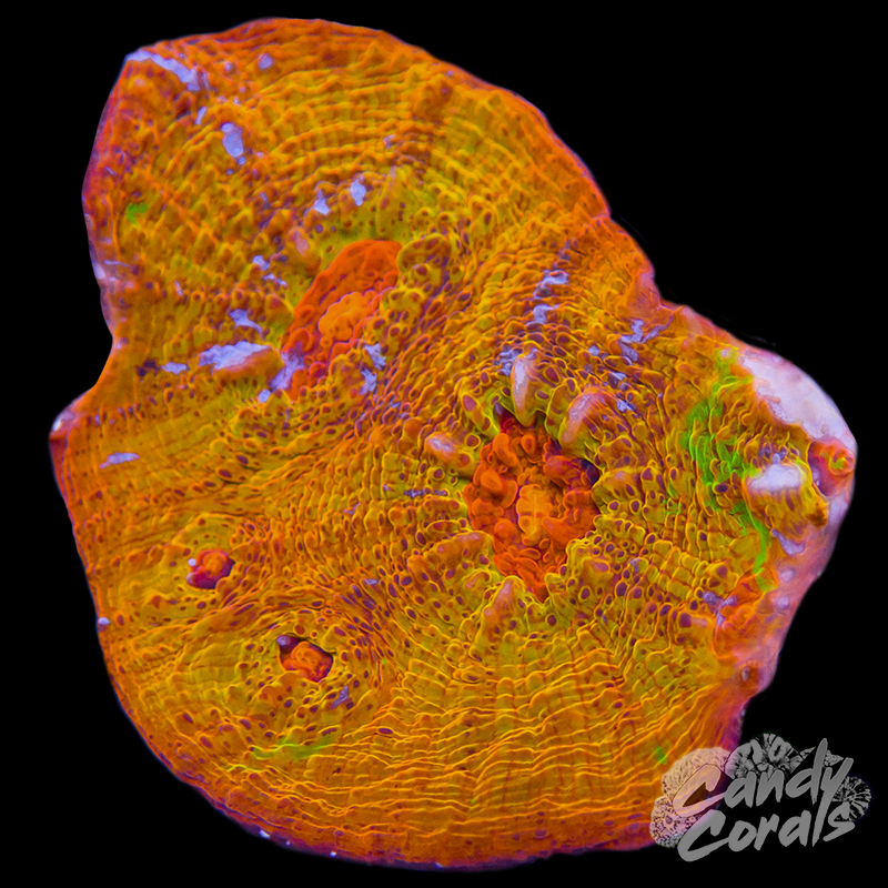 Metallic Orange Chalice WYSIWYG 60