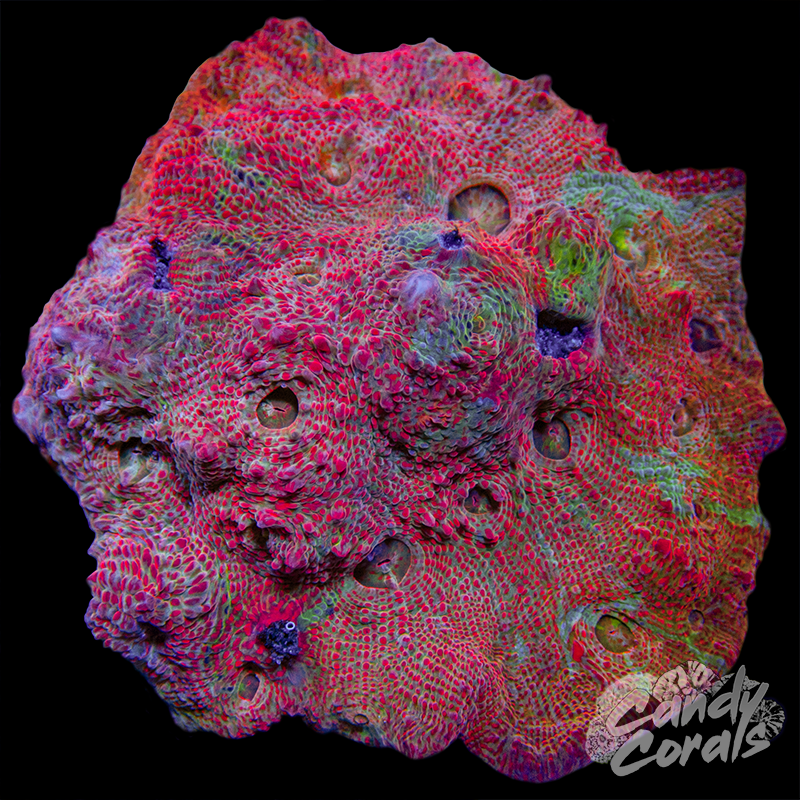 Christmas Chalice Colony WYSIWYG 70