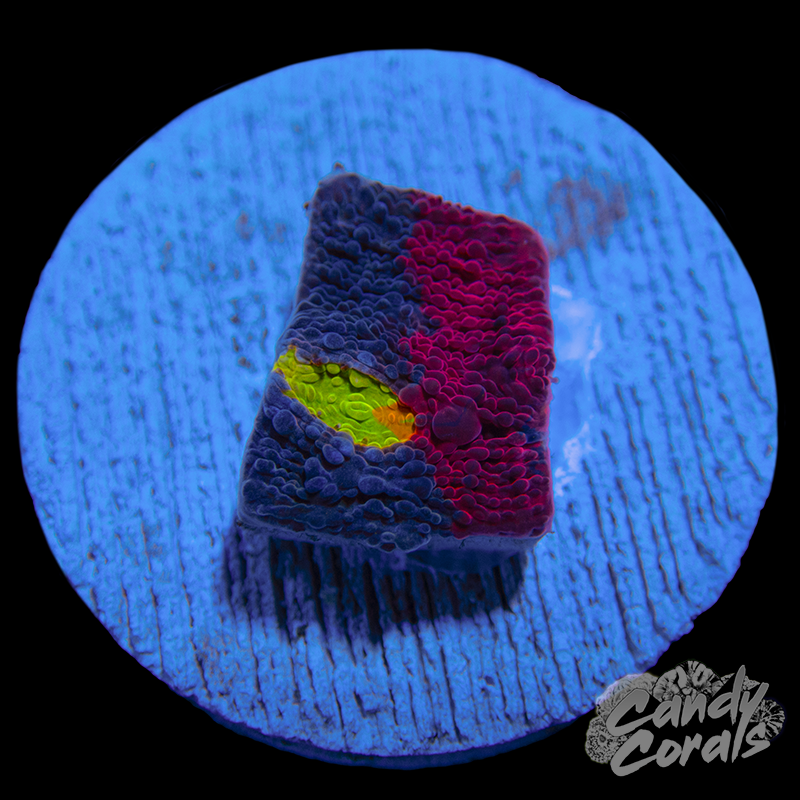 Rainbow Dynamite Chalice WYSIWYG 39