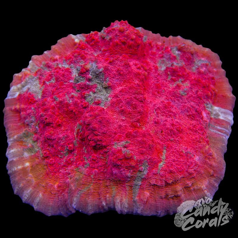 Red Chalice Colony WYSIWYG 59