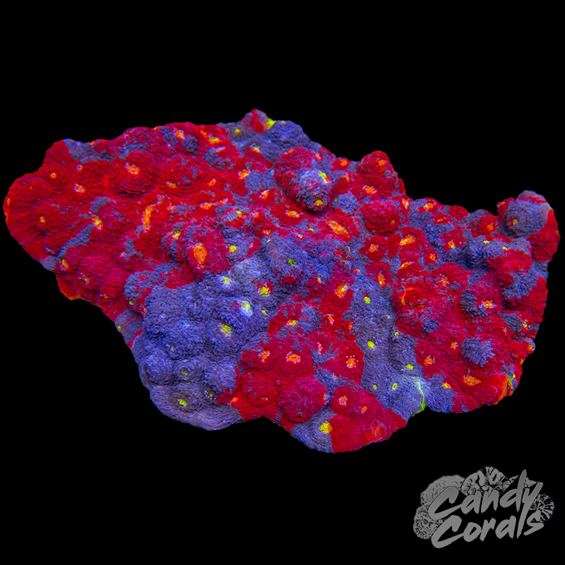 Rainbow Dynamite Chalice Colony WYSIWYG 50