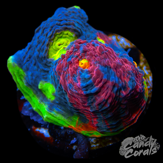 Rainbow Dynamite Chalice WYSIWYG 20