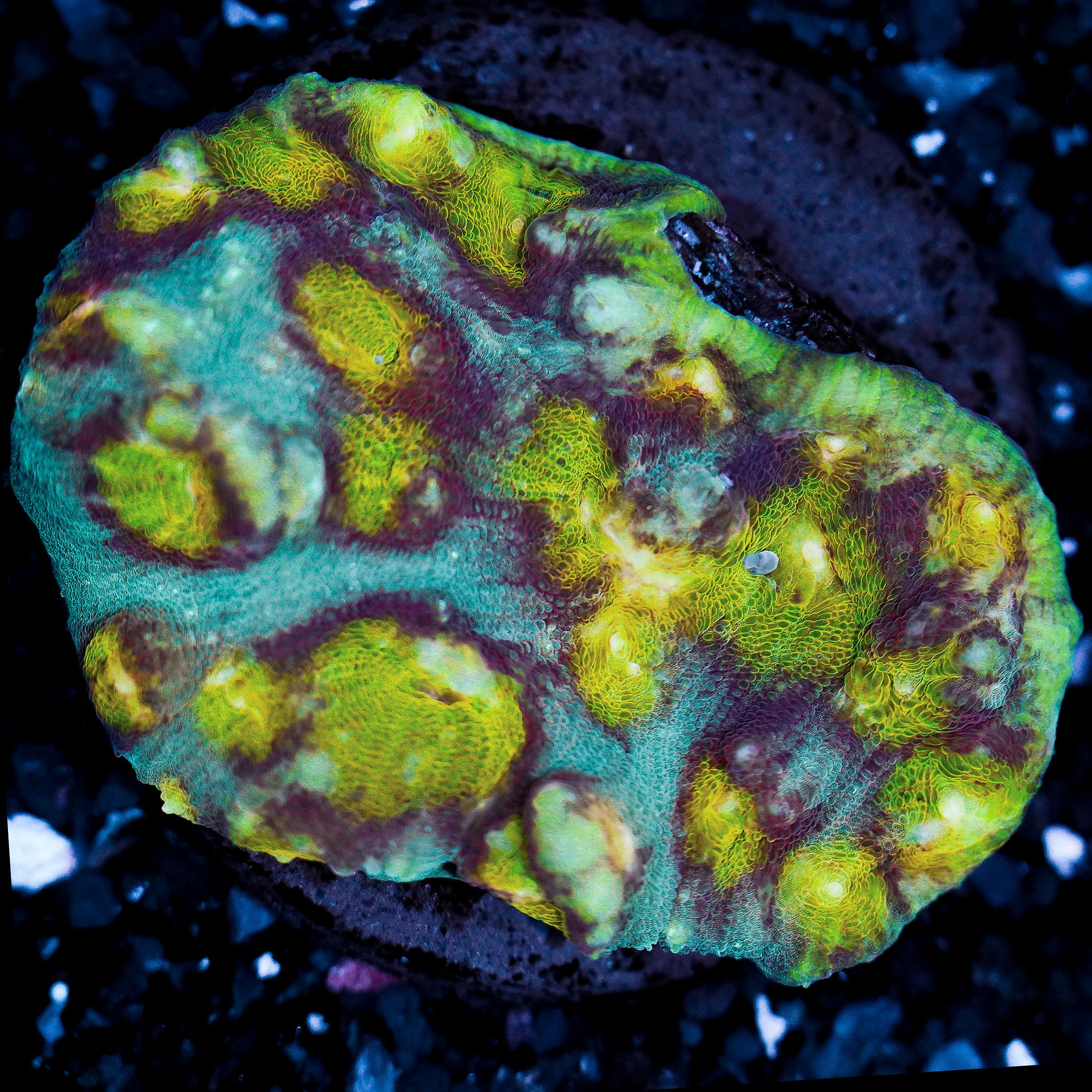 Yellow Eye Mycedium Colony WYSIWYG 31