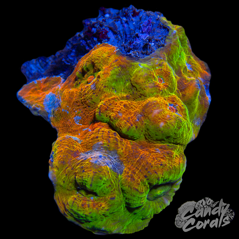 Ultra Chalice Colony 30