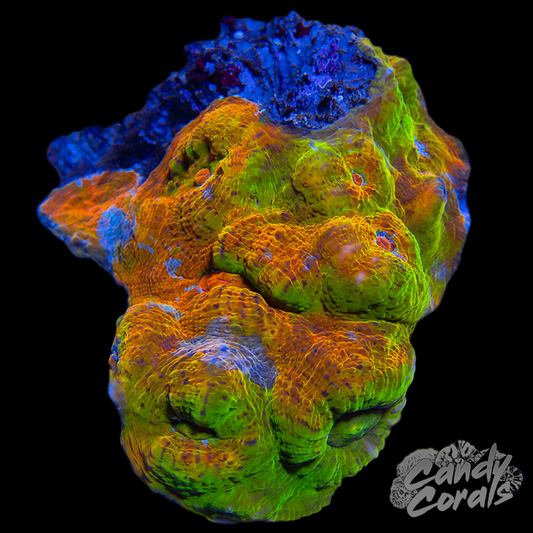 Ultra Chalice Colony 30