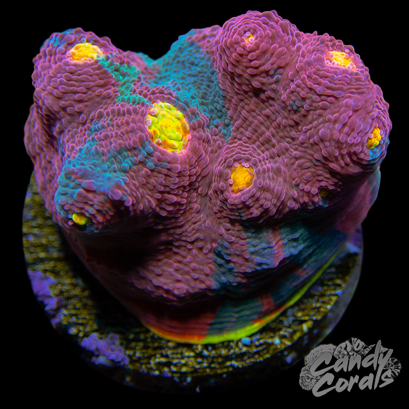 Gumdrop Chalice WYSIWYG 3