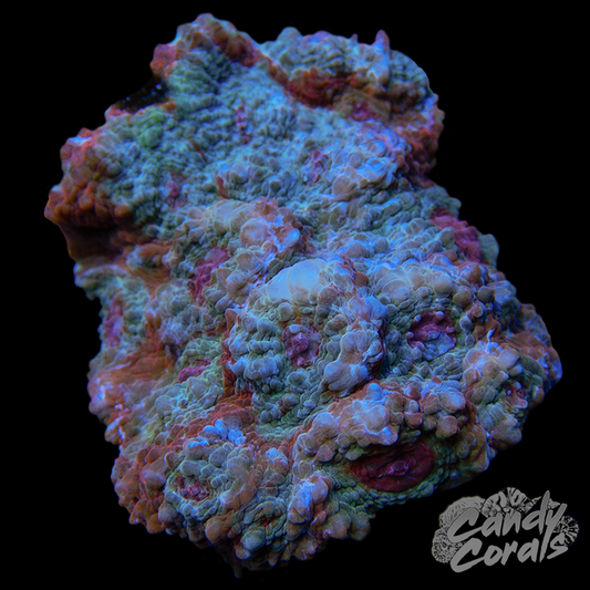 Peppermint Chalice Colony 4