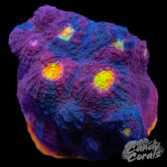 Gumdrop Chalice WYSIWYG 9