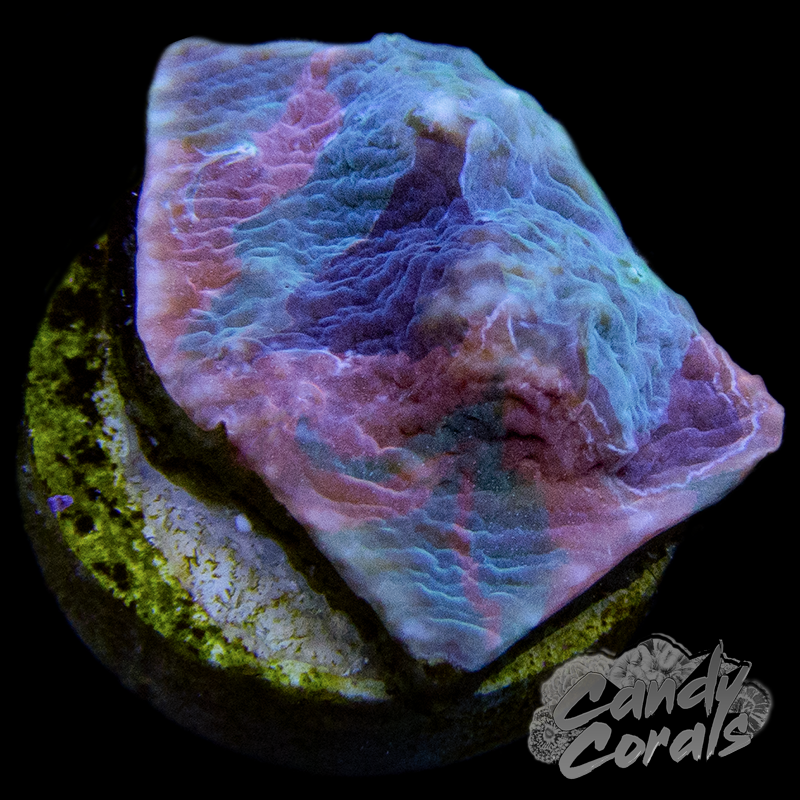 Rainbow Stained Glass Chalice Frag