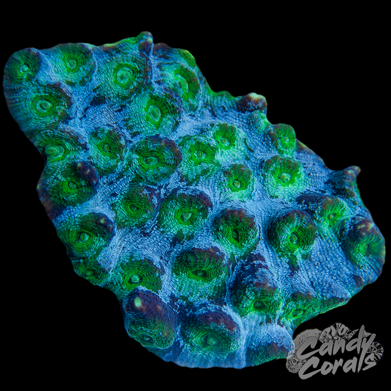 Ultra Mycedium Chalice Colony 35