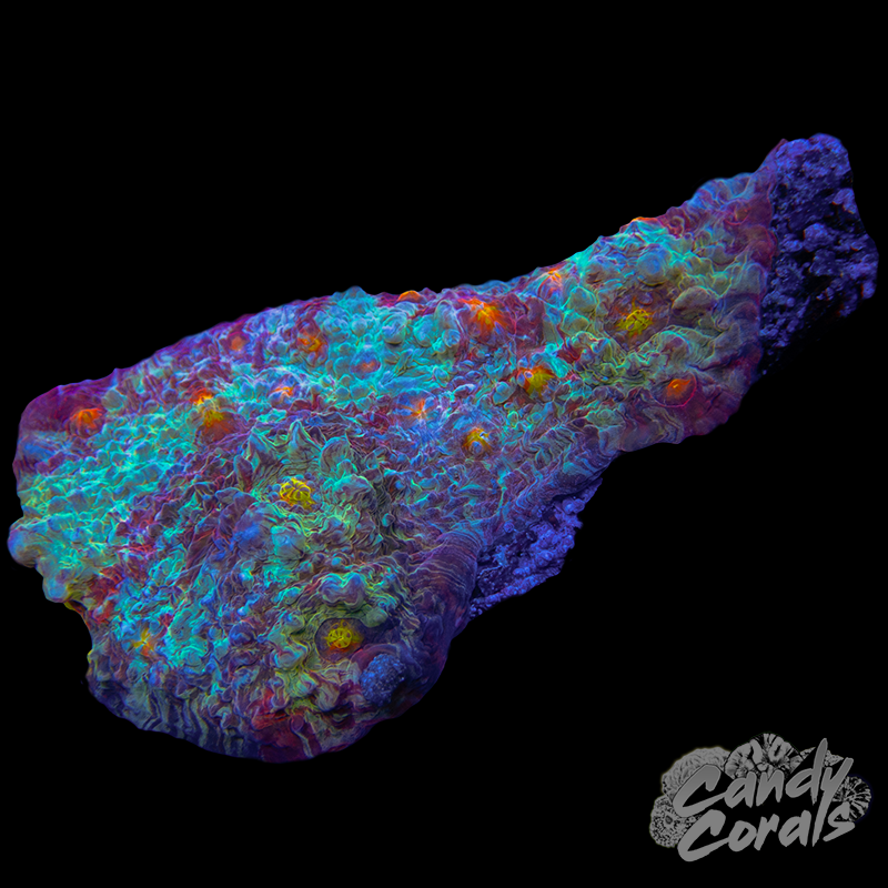 Peppermint Chalice Colony 5