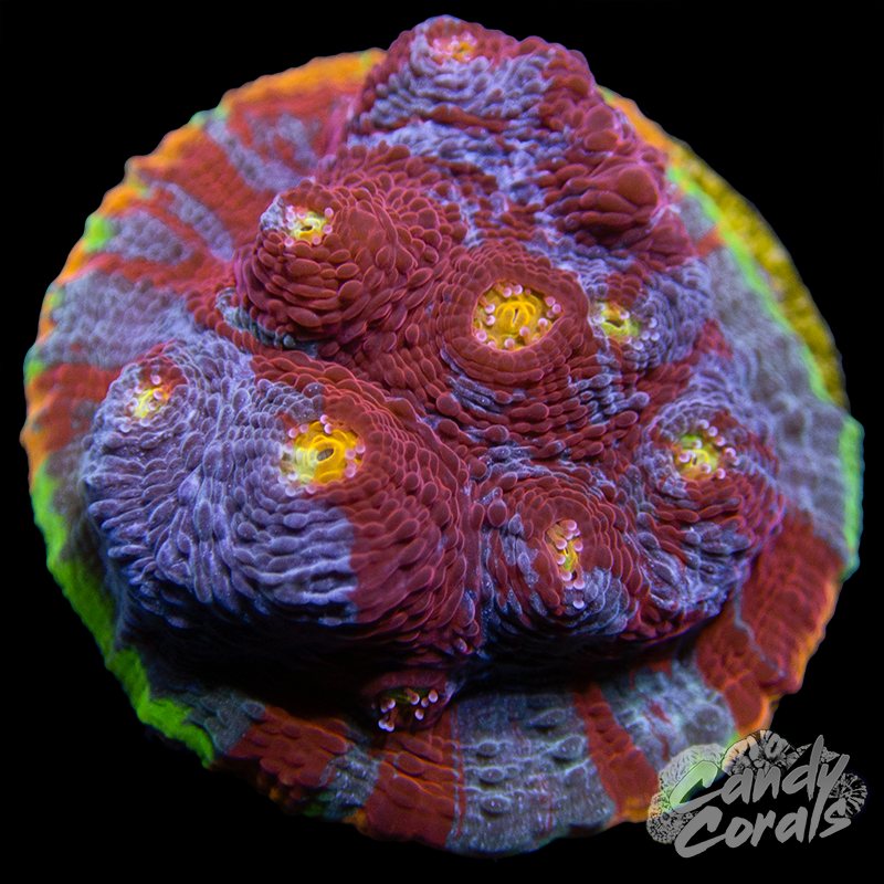 Rainbow Dynamite Chalice WYSIWYG 53