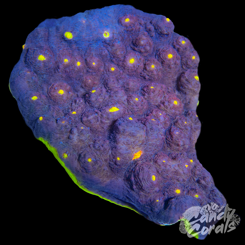 Ultra Chalice Colony 36