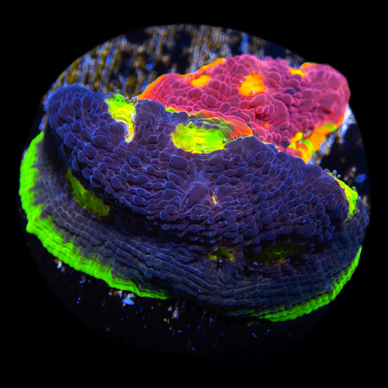 Rainbow Dynamite Chalice WYSIWYG 35