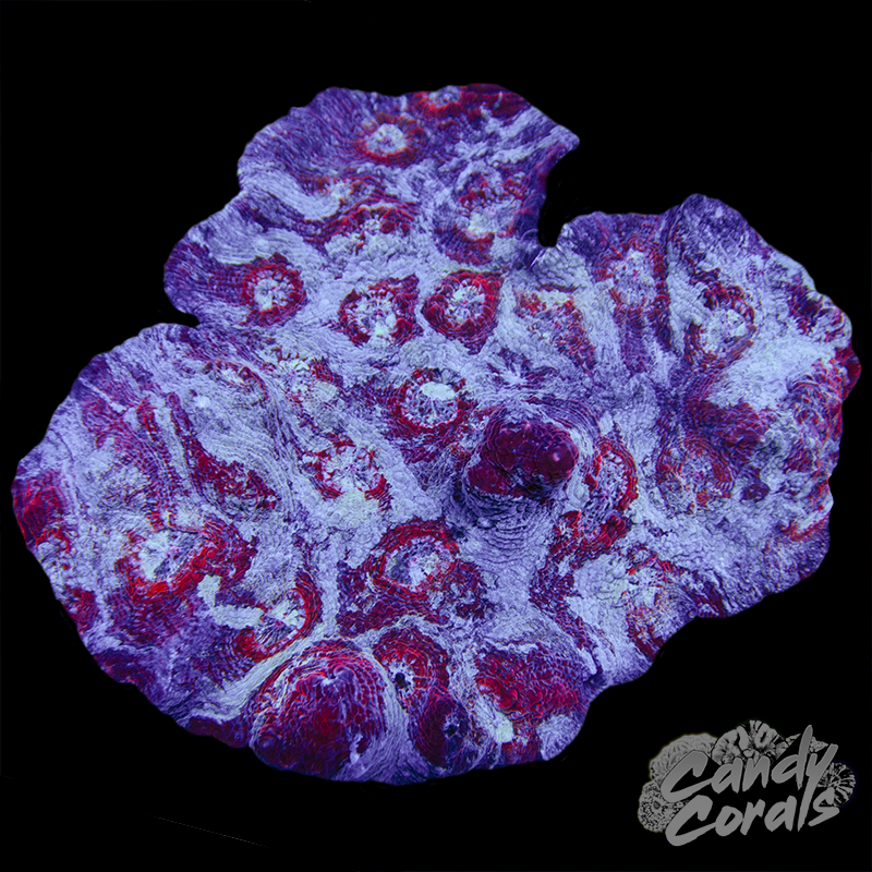 Peppermint Chalice Colony WYSIWYG 62