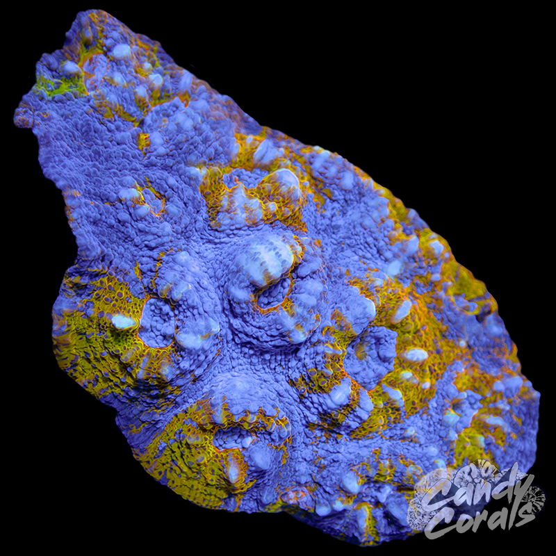 Orange Chalice Colony WYSIWYG 56