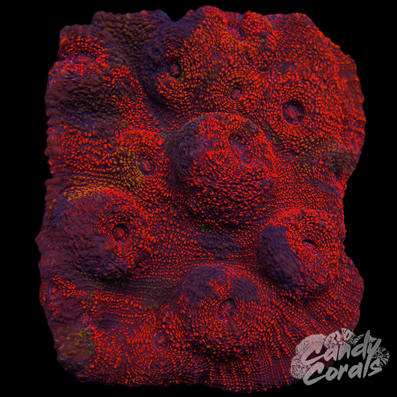 Ultra Chalice Colony 39