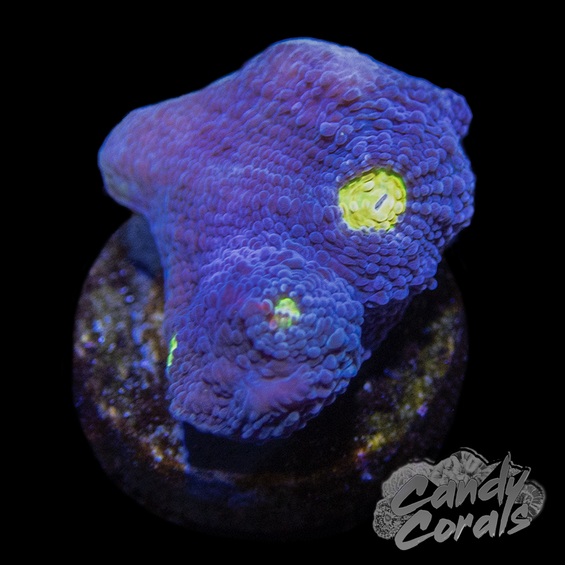 Blue Lagoon Chalice Frag C13