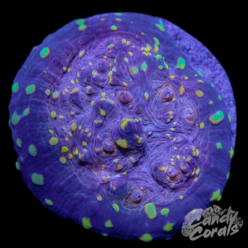 Space Alien Chalice Frag