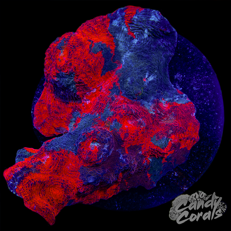 Red Rainbow Chalice Colony WYSIWYG 68