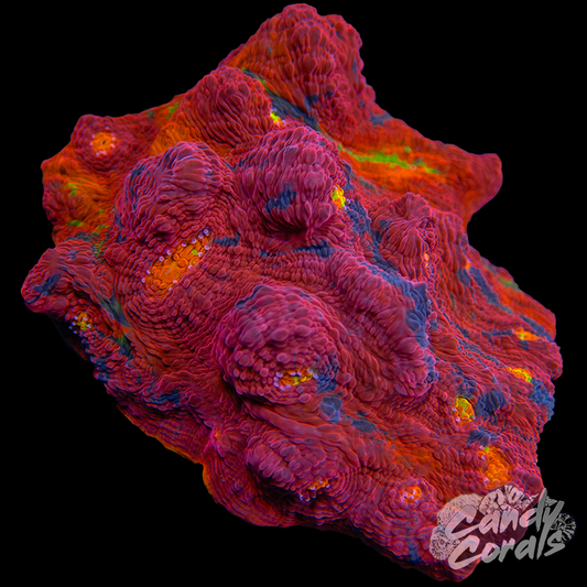 Rainbow Dynamite Chalice Colony WYSIWYG 15