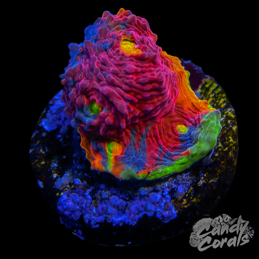 Rainbow Dynamite Chalice WYSIWYG 33